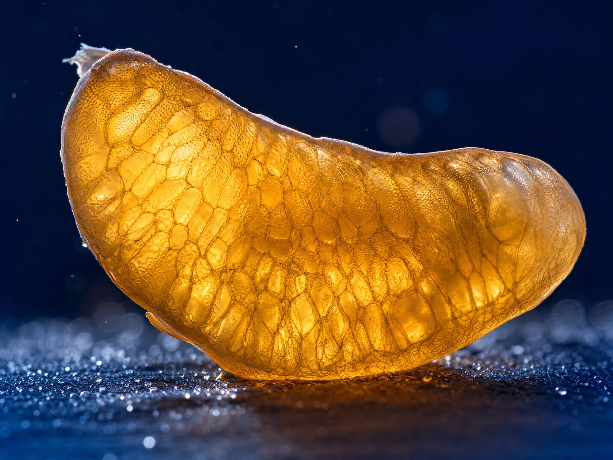 Backlit citrus segment, its vesicles glowing like living cells